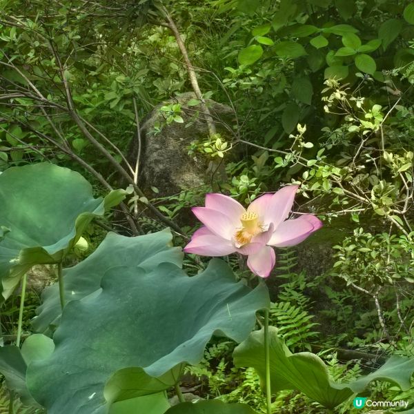城門谷公園 荷花 