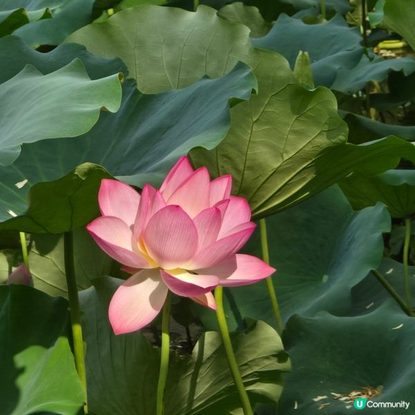 城門谷公園 荷花 