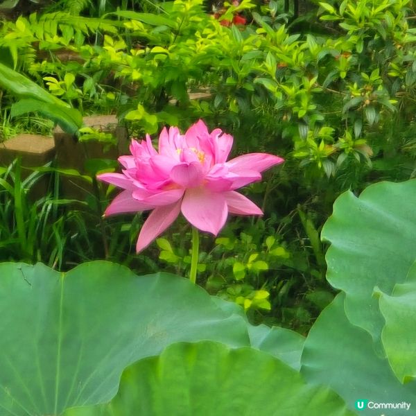 城門谷公園 荷花 