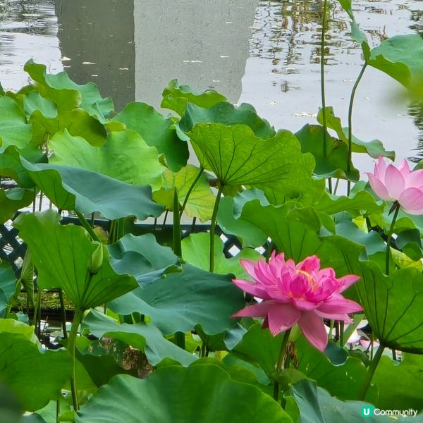 城門谷公園 荷花 