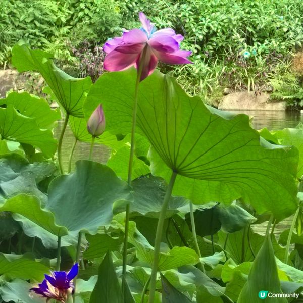 城門谷公園 荷花 