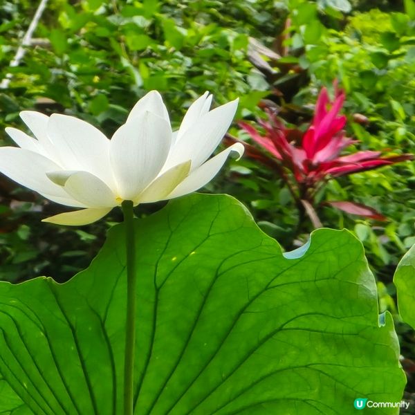 城門谷公園 荷花 