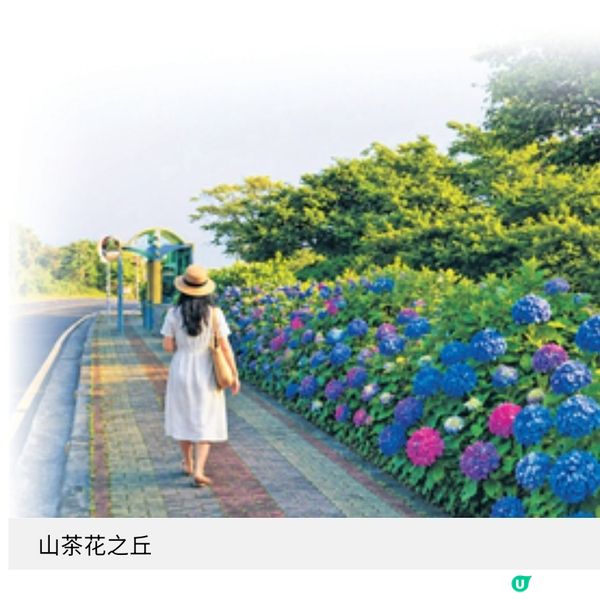 濟洲夢幻繡球花季3大賞花秘境推介