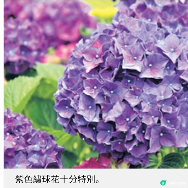 濟洲夢幻繡球花季3大賞花秘境推介