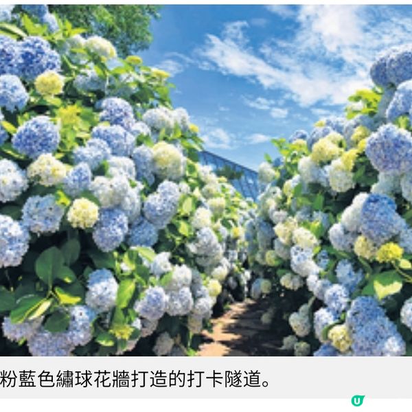 濟洲夢幻繡球花季3大賞花秘境推介