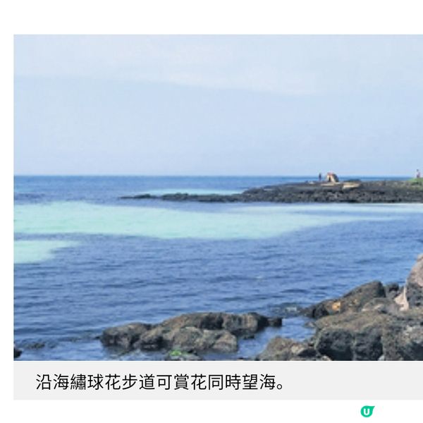 濟洲夢幻繡球花季3大賞花秘境推介