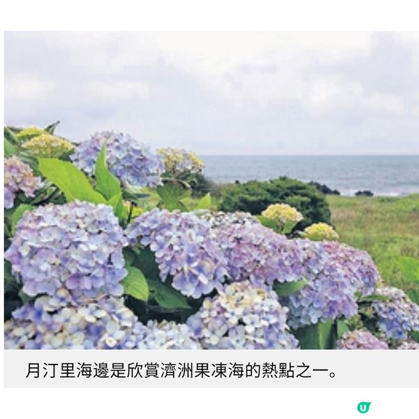 濟洲夢幻繡球花季3大賞花秘境推介