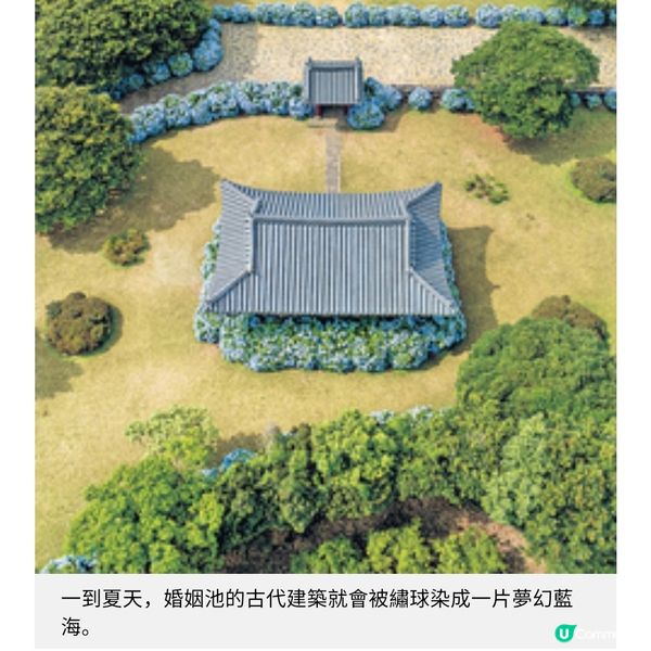 濟洲夢幻繡球花季3大賞花秘境推介