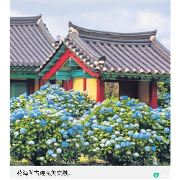 濟洲夢幻繡球花季3大賞花秘境推介