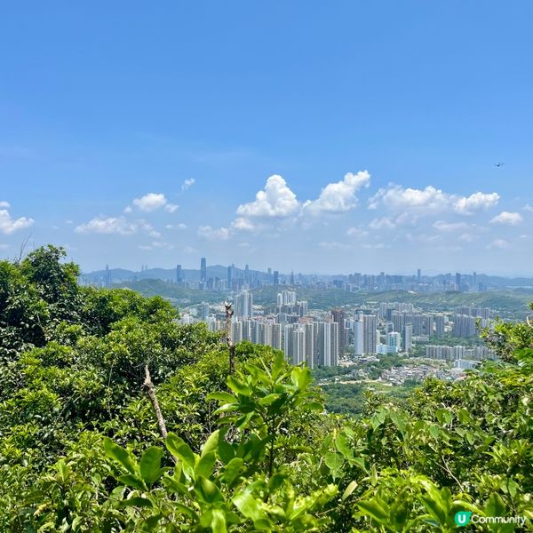 叢林靜謐，遠眺都市🌃🌿