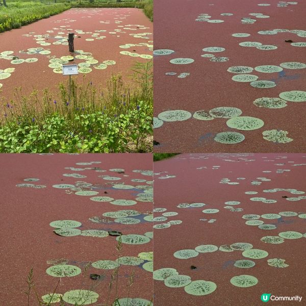 塱原賞鳥勝地！湿地🏞️🌿
