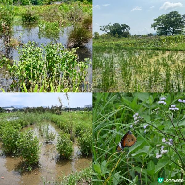 塱原賞鳥勝地！湿地🏞️🌿