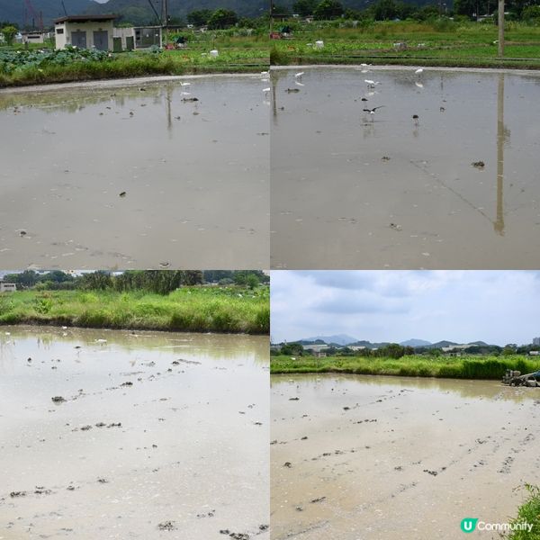 塱原賞鳥勝地！湿地🏞️🌿
