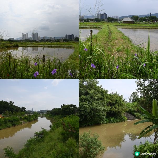 塱原賞鳥勝地！湿地🏞️🌿