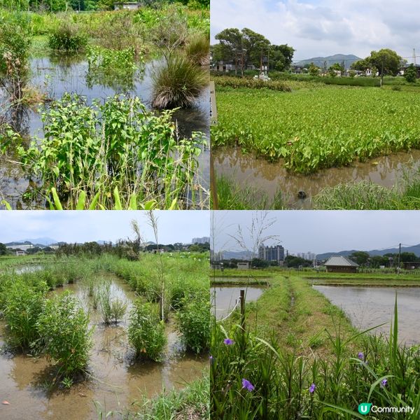 塱原賞鳥勝地！湿地🏞️🌿