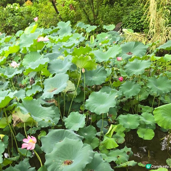 城門谷雨後荷花