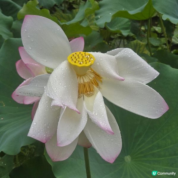 城門谷雨後荷花