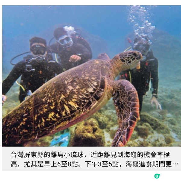 台灣小琉球 夏季浮潛海龜全接觸
