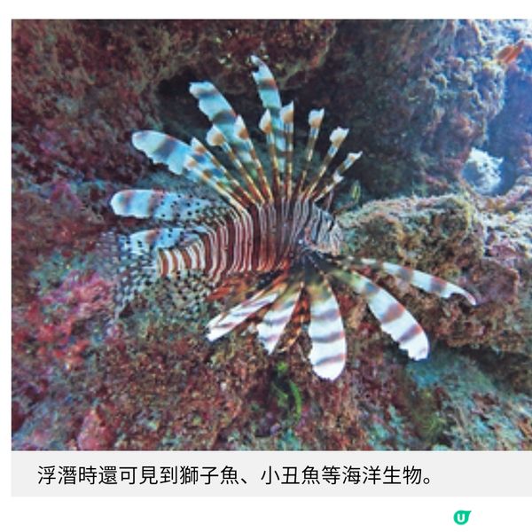 台灣小琉球 夏季浮潛海龜全接觸
