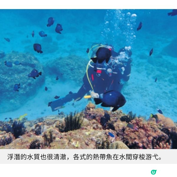 台灣小琉球 夏季浮潛海龜全接觸