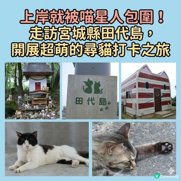 上岸就被喵星人包圍！走訪宮城縣田代島，開展超萌的尋貓打卡之旅