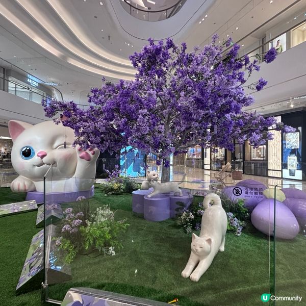 中國/珠海✨治癒系貓咪快閃展🐱