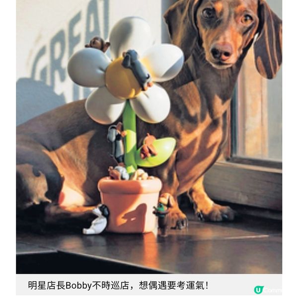曼谷爆紅臘腸狗Cafe 可愛狗店長助陣 必抽限量盲盒