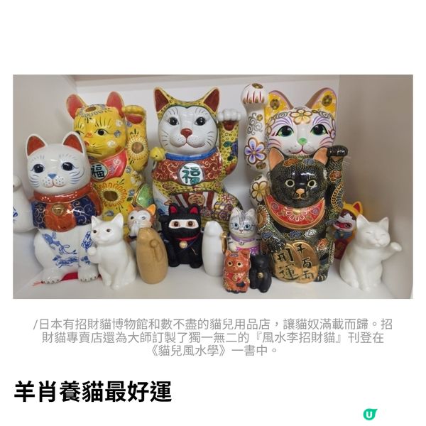 貓兒開運密碼同是天涯愛貓人