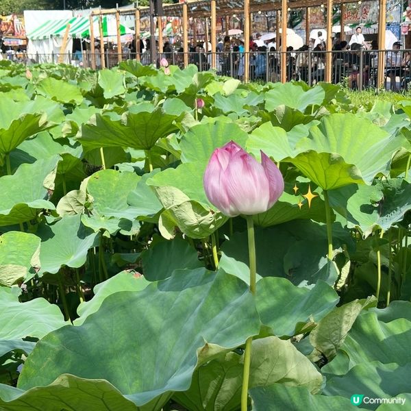 今個夏天去上野感受日本祭典氣氛