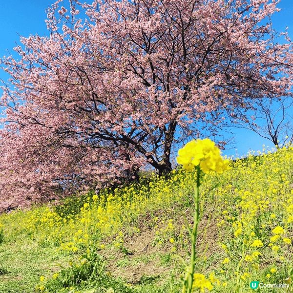 日本旅遊景點包括不同角度的富士山，紅楓，櫻花及油菜花