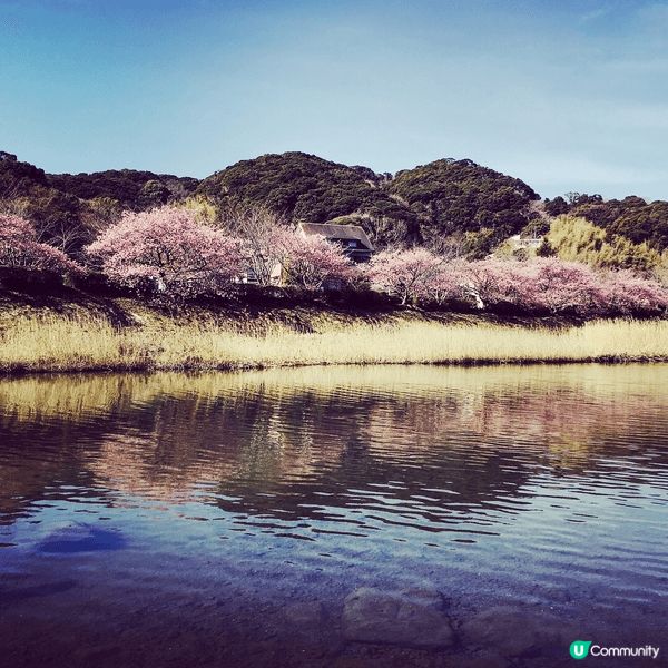 日本旅遊景點包括不同角度的富士山，紅楓，櫻花及油菜花