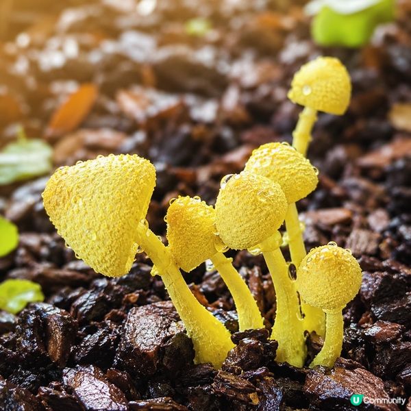 《小花園裡的一點金黃》 💛