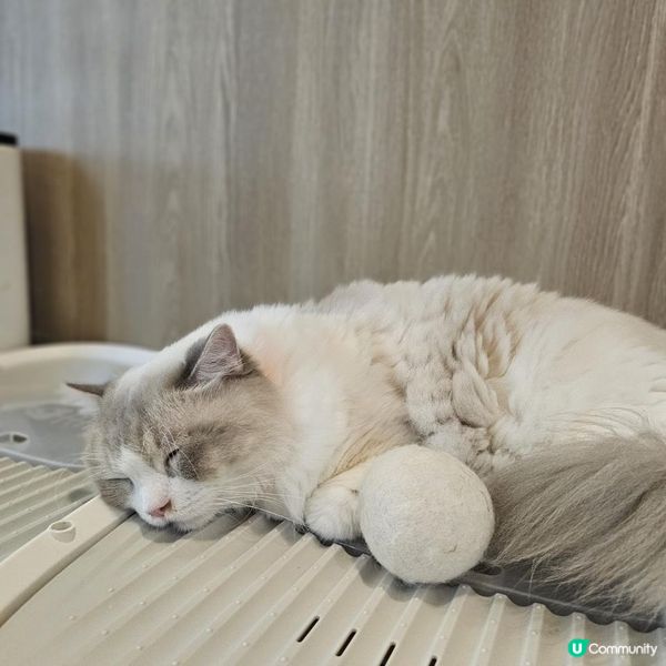 [貓cafe•免入場費•不限時•可領養]