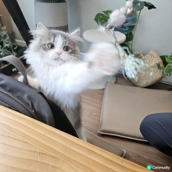 [貓cafe•免入場費•不限時•可領養]