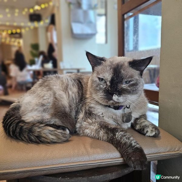 [貓cafe•免入場費•不限時•可領養]