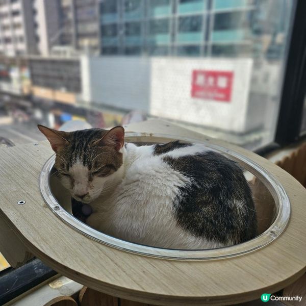 [貓cafe•免入場費•不限時•可領養]
