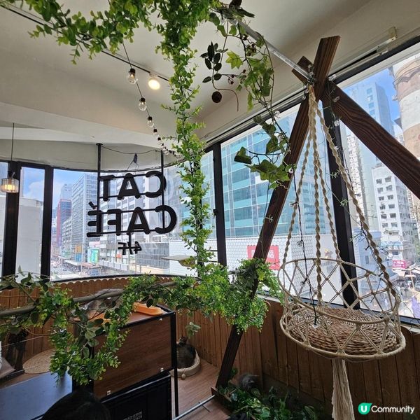 [貓cafe•免入場費•不限時•可領養]
