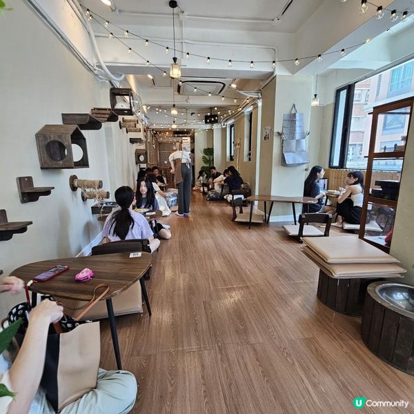 [貓cafe•免入場費•不限時•可領養]