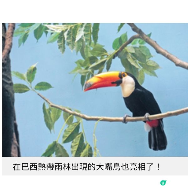 台灣暑假親子樂桃園遊日系水族館