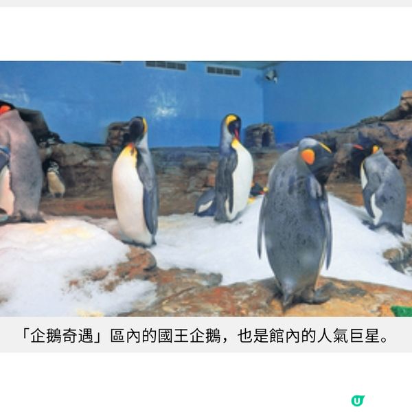 台灣暑假親子樂桃園遊日系水族館