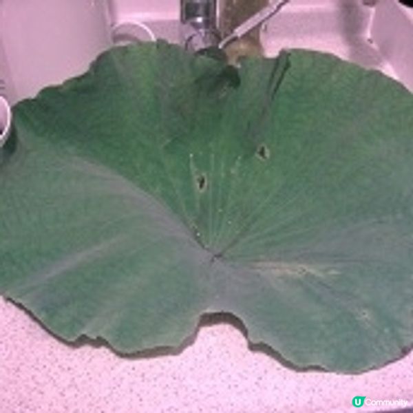 養生素食湯水篇：荷葉冬瓜薏芢湯

