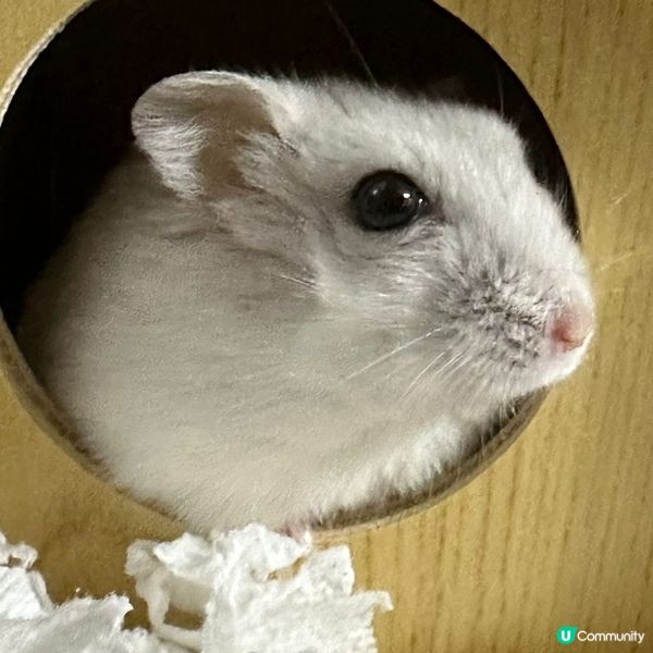 hi