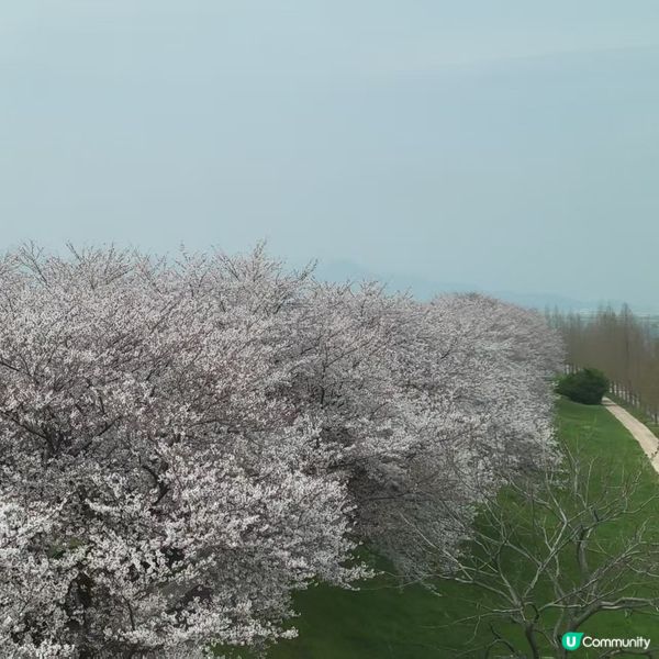 cherry bloomsom🌸