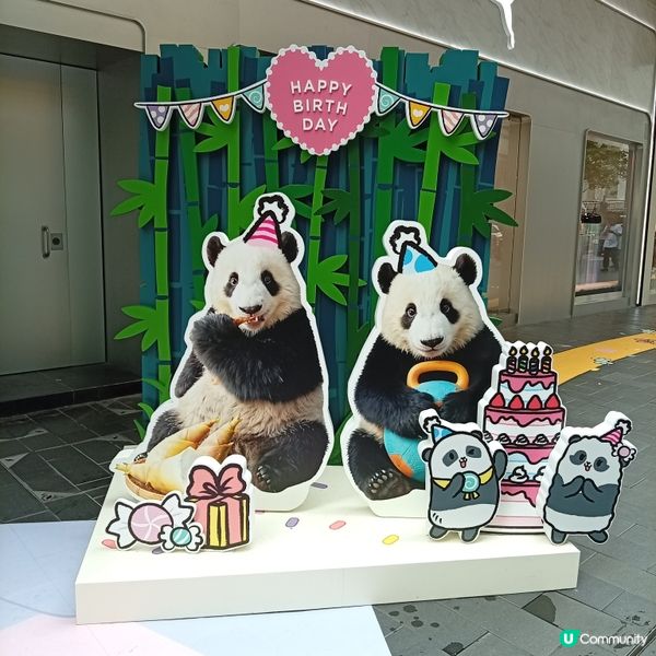 熊貓加加與得得生日活動，萌爆全港 🐼🎉