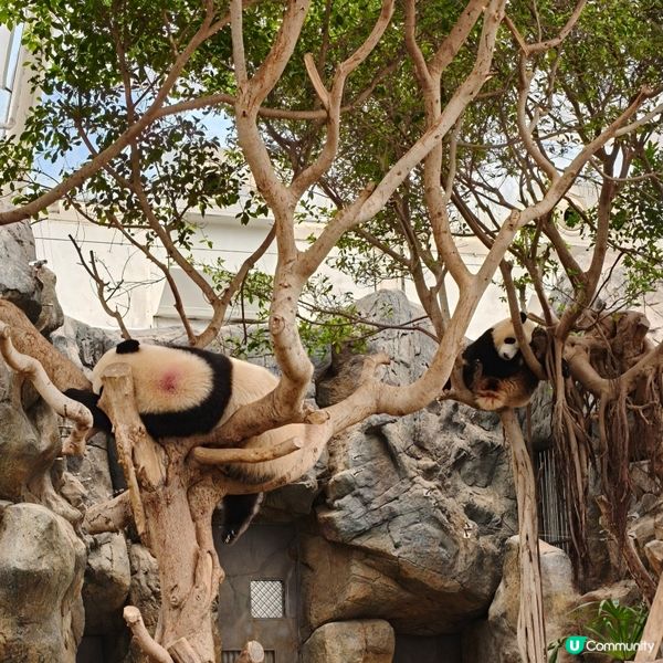 大熊貓生日！海洋公園玩盡暑假 🐼🎂