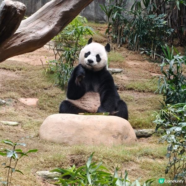 大熊貓生日！海洋公園玩盡暑假 🐼🎂