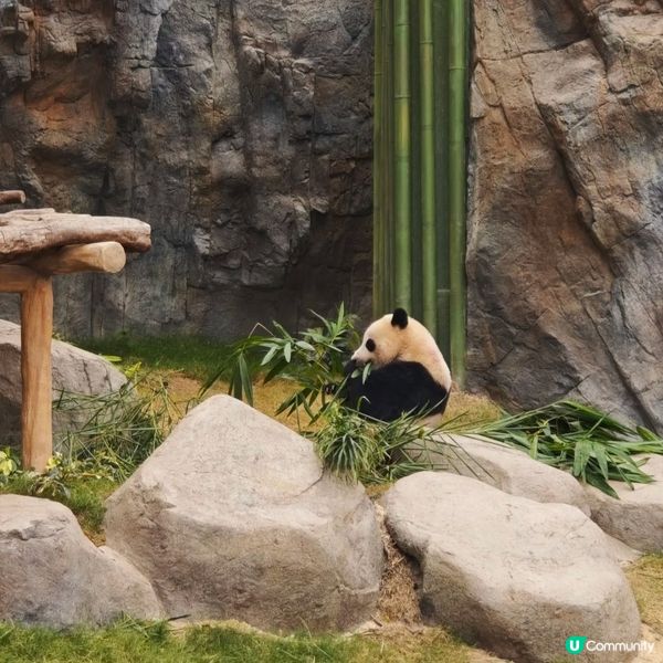 大熊貓生日！海洋公園玩盡暑假 🐼🎂