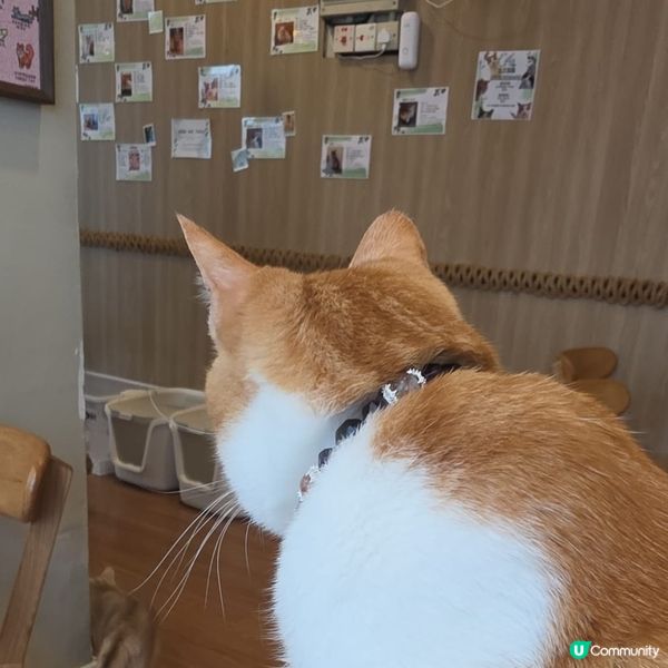 貓cafe