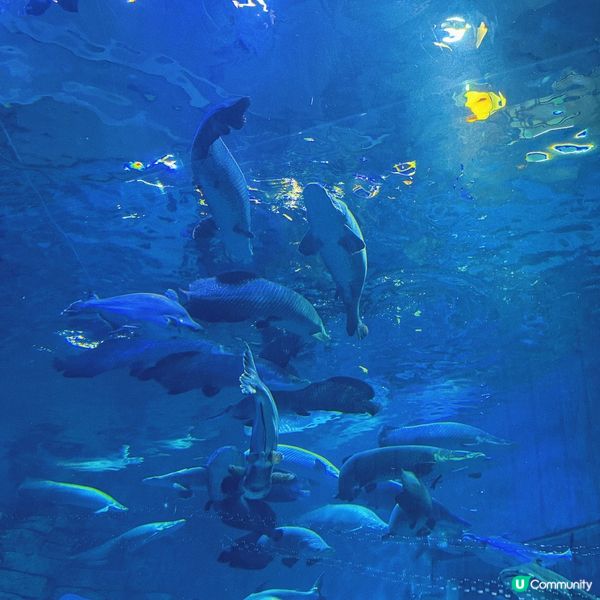 珠海｜全球最大室內主題樂園🎡