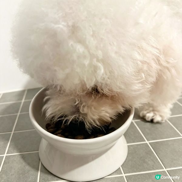 易敏狗狗都可盡情享用美食